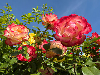 Fototapety na wymiar - Fototapeta24.pl