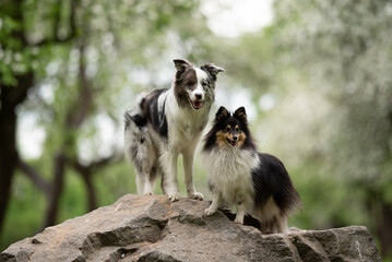 A playful merle Border Collie and a fluffy Sheltie stand together on a rock, surrounded by lush greenery, capturing the essence of a vibrant spring day in the park