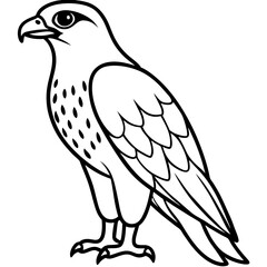 Fototapeta premium Hawk line art vector