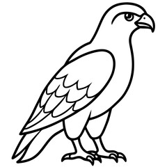 Fototapeta premium Hawk line art vector