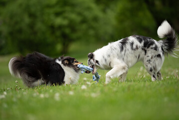 Two dogs playfully tug on a toy in a verdant park during spring. The merle border collie and the...