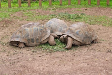 Obraz premium Giant Tortoises Resting in Zoo Enclosure