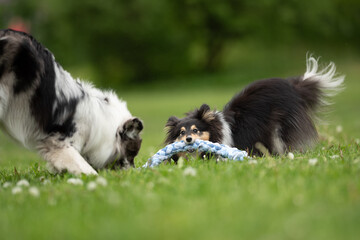 Fototapeta premium Two friendly dogs, a merle Border Collie and a fluffy Sheltie, happily play with a rope toy on a lush green park field during a sunny spring day filled with joy
