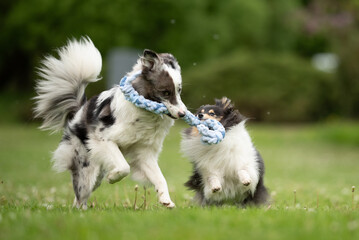 Two playful dogs, a merle Border Collie and a fluffy Sheltie, enjoy a game of tug-of-war with a rope toy in a vibrant spring park filled with greenery