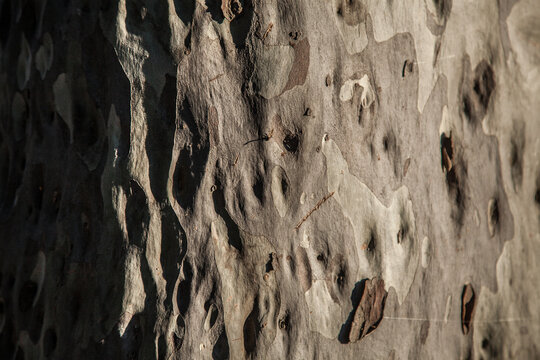 Shadows and light on the smooth texture of a gum tree trunk