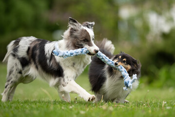 A merle Border Collie and a fluffy Sheltie engage in a joyful game of tug-of-war with a blue rope...