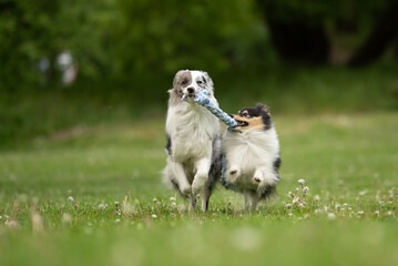 A merle Border Collie and a Sheltie dog are happily playing tug-of-war with a rope toy in a lush, green spring park filled with flowers and sunlight