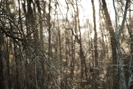 Sunlight shining through she-oak casuarina trees in a forest