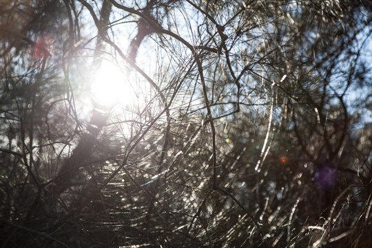 Sunlight shining off she-oak casuarina tree needles in a forest