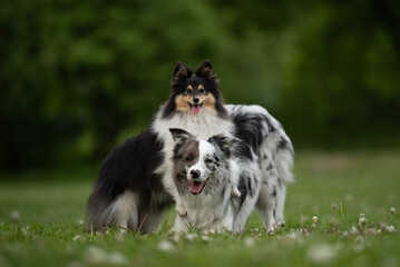 Obraz premium A playful merle Border Collie and a fluffy Sheltie share a joyful moment outdoors in a lush park during springtime. Their fur glistens in the sunlight as they explore together