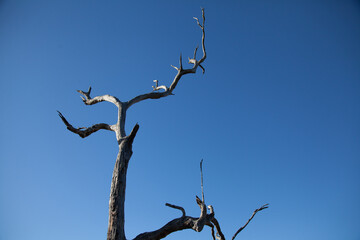 Dead gum tree branches reaching up against clear blue sky
