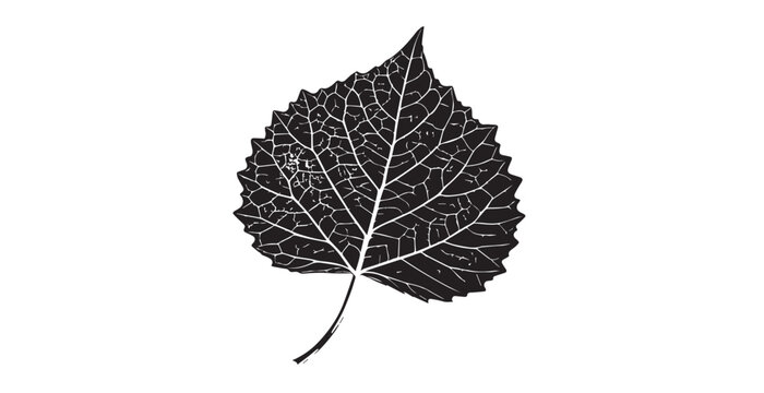 Detailed close up of a black and white aspen leaf vein structure silhouette