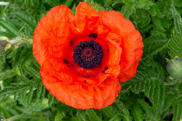 View into a fully opened poppy flower