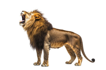 Obraz premium Side view of a Lion walking, Panthera Leo, 10 years old, isolated on white PNG