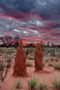 Termite mounds in outback NT, against dramatic late afternoon clouds