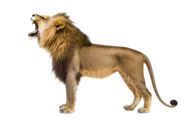 Side view of a Lion walking, Panthera Leo, 10 years old, isolated on white PNG