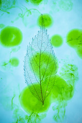 Leaf skeleton on a blue background tinted with green ink