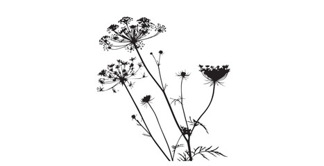 Delicate queen anne s lace flower cluster silhouette against a bright white background