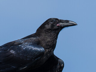Common raven close up