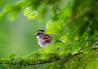 White throated sparrow on a pine branch