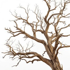 Fototapeta premium Detailed view of a gnarled dead tree isolated on white background