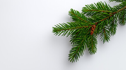 Spruce branch with a cone is ideal for winter and Christmas designs, nature backgrounds, forest themed projects, and holiday compositions.