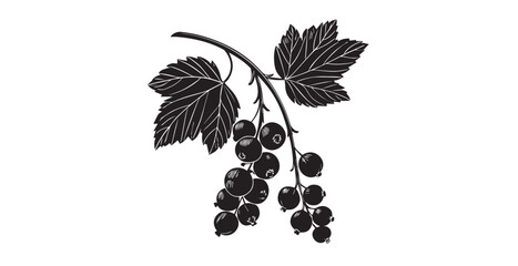 Fototapeta premium Detailed black and white illustration of a blackcurrant branch with leaves silhouette