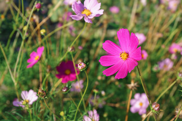 Close up, macro of pink cosmos flower in full bloom, surrounded by blurred wildflowers background. Vibrant and cheerful image for nature, botany, garden hobby, plant breeding or seasonal themes.