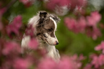 A merle Border Collie dog explores a vibrant park during spring, surrounded by beautiful pink flowers. Its fluffy coat and striking eyes stand out in the serene nature setting