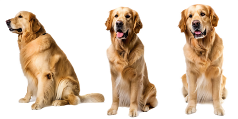  full body set of golden retriever dog in sitting isolated on white background PNG ,ai generated