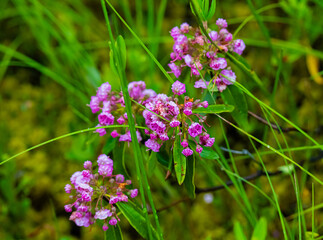 Sheep laurel flowers