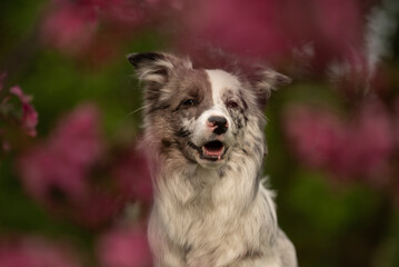 A merle Border Collie stands happily in a vibrant natural setting, enjoying the fresh spring air and surrounded by colorful blooming flowers. Its striking heterochromia adds to its charm