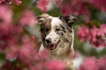 A merle border collie with striking heterochromia plays joyfully amidst pink blossoms in a lush...