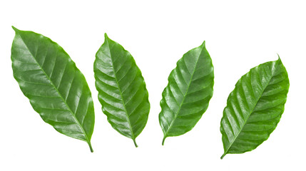 cofee leaves isolated on transparent png (Image from camera)