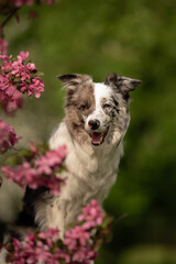A merle Border collie stands happily surrounded by blooming flowers on a sunny spring day. The dog's unique coat and heterochromia eyes shine in the warm sunlight