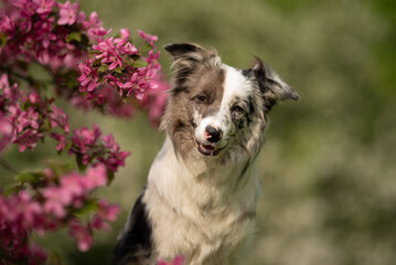 A playful merle Border Collie with fluffy fur and heterochromia eyes enjoys a sunny spring day in a...