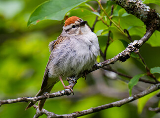 Chipping sparrow close up portrait