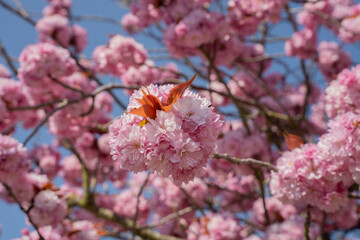 Vibrant pink blossoms and copper-orange leaves of Prunus serrulata 'Kanzan' in full bloom, set against a clear blue April sky in Borgloon, Limburg.