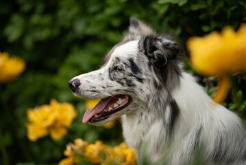 A playful merle Border Collie sits among vibrant yellow flowers on a sunny spring day, enjoying the beautiful natural surroundings