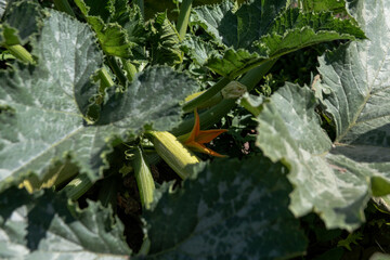 Young zucchini among the green foliage in a farmer's field.