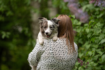 A fluffy merle Border Collie with unique eyes is happily held by its owner in a vibrant spring park...