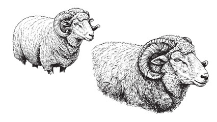 Wooly sheep with fleece drawn in engraved vintage style