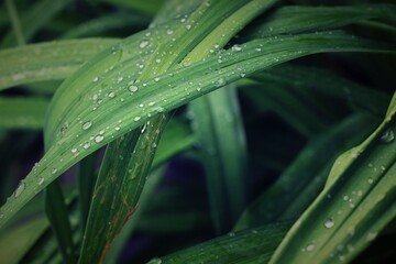 Raindrops on day lily leaves