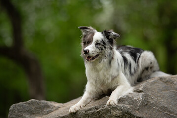A merle Border collie relaxes on a rock in a lush green park during spring. The dog's distinctive...