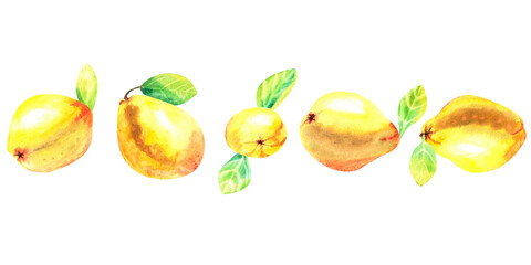 Border with yellow quince fruits with green leaves. Hand drawn watercolor illustration isolated on white background