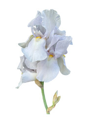 White iris flower with light lilac shades isolated on white. Elegant ruffled petals and natural...