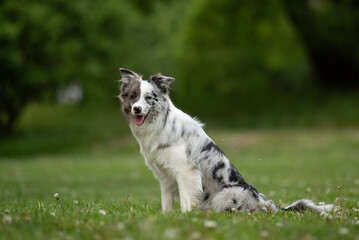 A fluffy merle border collie sits happily on the grass in a vibrant park during springtime, showcasing its unique heterochromia eyes while enjoying the natural surroundings