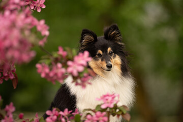 A fluffy tricolor Sheltie dog sits gracefully amidst blooming spring flowers in a lush green park....