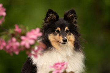 Obraz premium In a serene park setting, a fluffy tricolor Sheltie dog stands proudly surrounded by vibrant spring flowers. The natural scenery enhances the joyful atmosphere