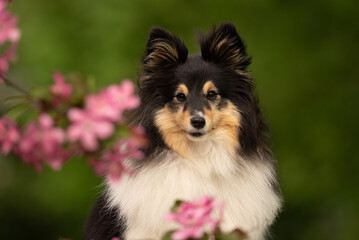 A fluffy tricolor Sheltie dog stands gracefully among blooming flowers in a park, capturing the...